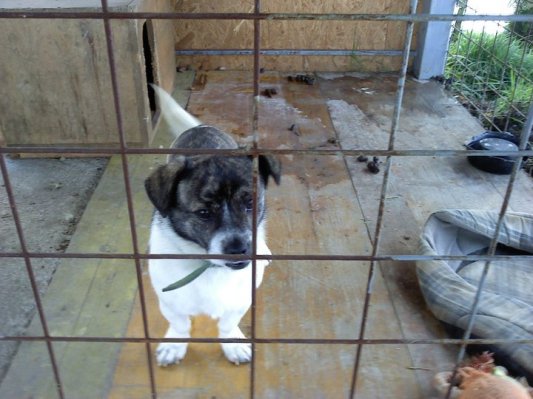 Kuža išče nov dom in prijazne lastnike